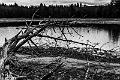 2019_12_21_Lac des Settons (0025)